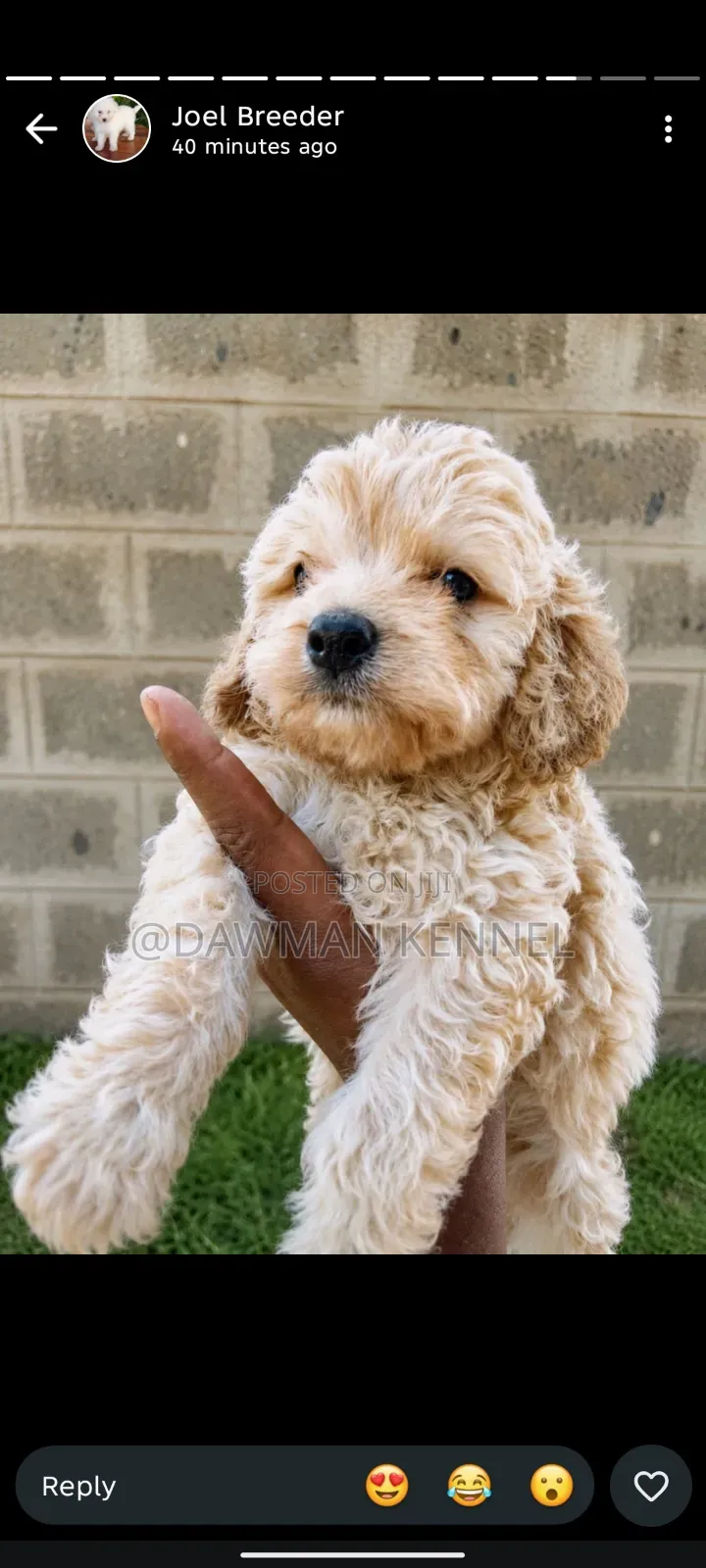 1-3 months Female Purebred Cockapoo