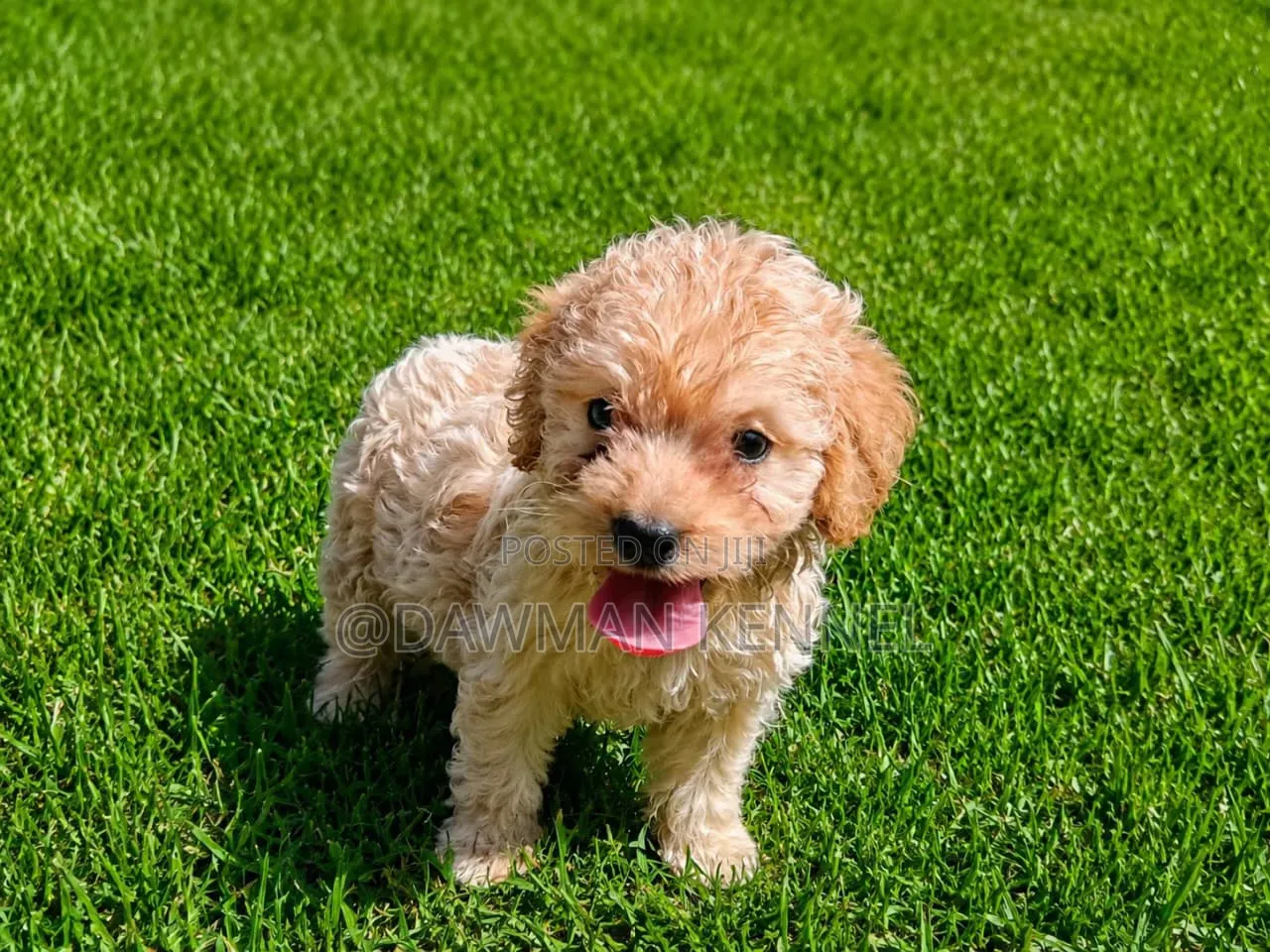 1-3 months Female Purebred Cockapoo