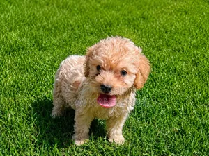 1-3 months Female Purebred Cockapoo