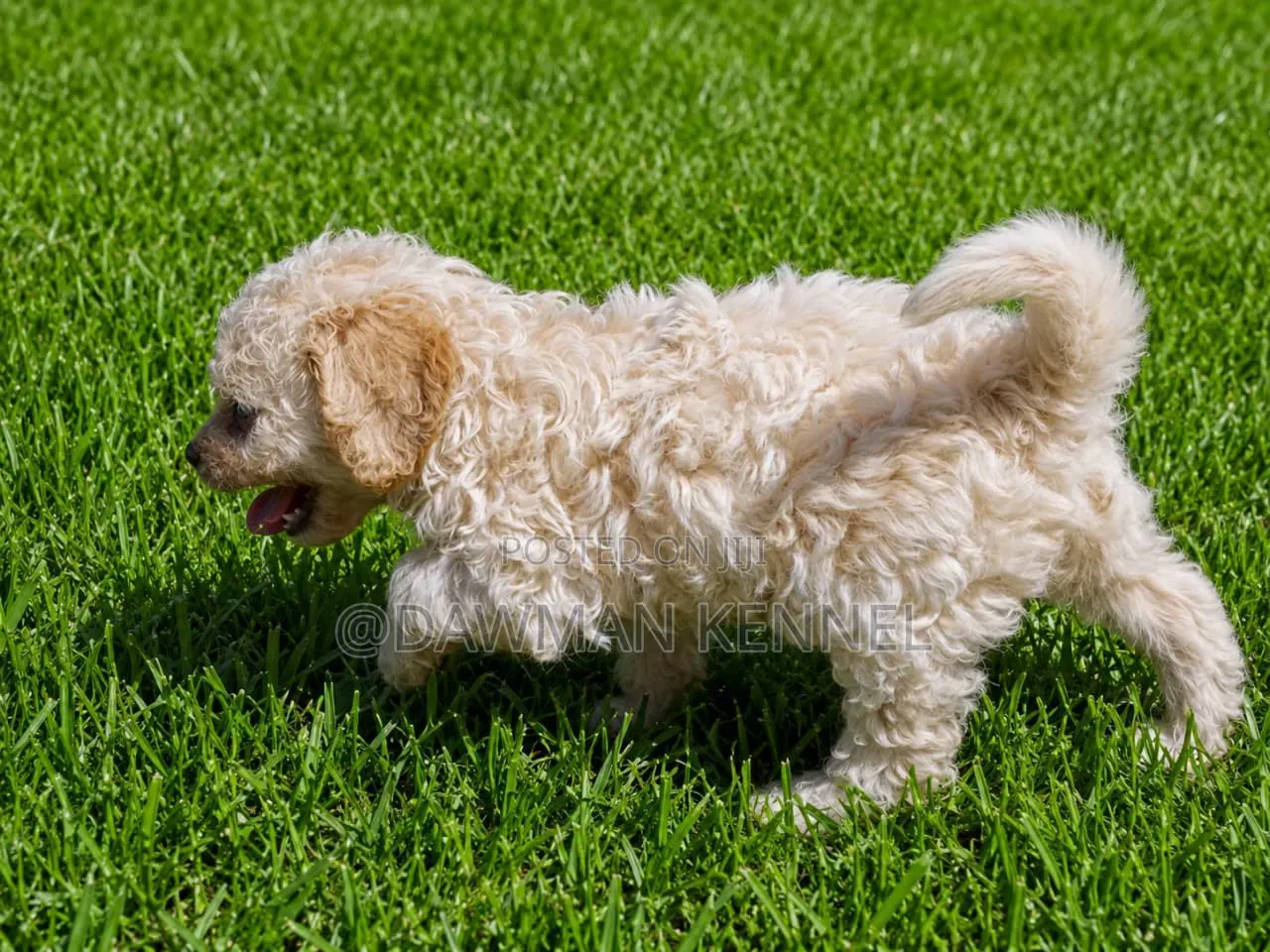 1-3 months Female Purebred Cockapoo