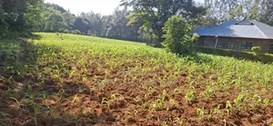 50 by 100 NAMIKELO Kibabii
