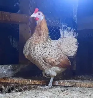 Mature Serama Hens