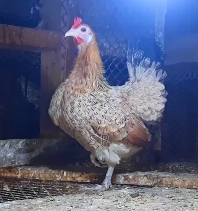 Mature Serama Hens