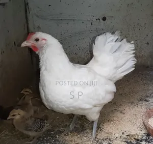 Mature Serama Hens
