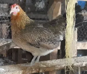 Mature Serama Hens
