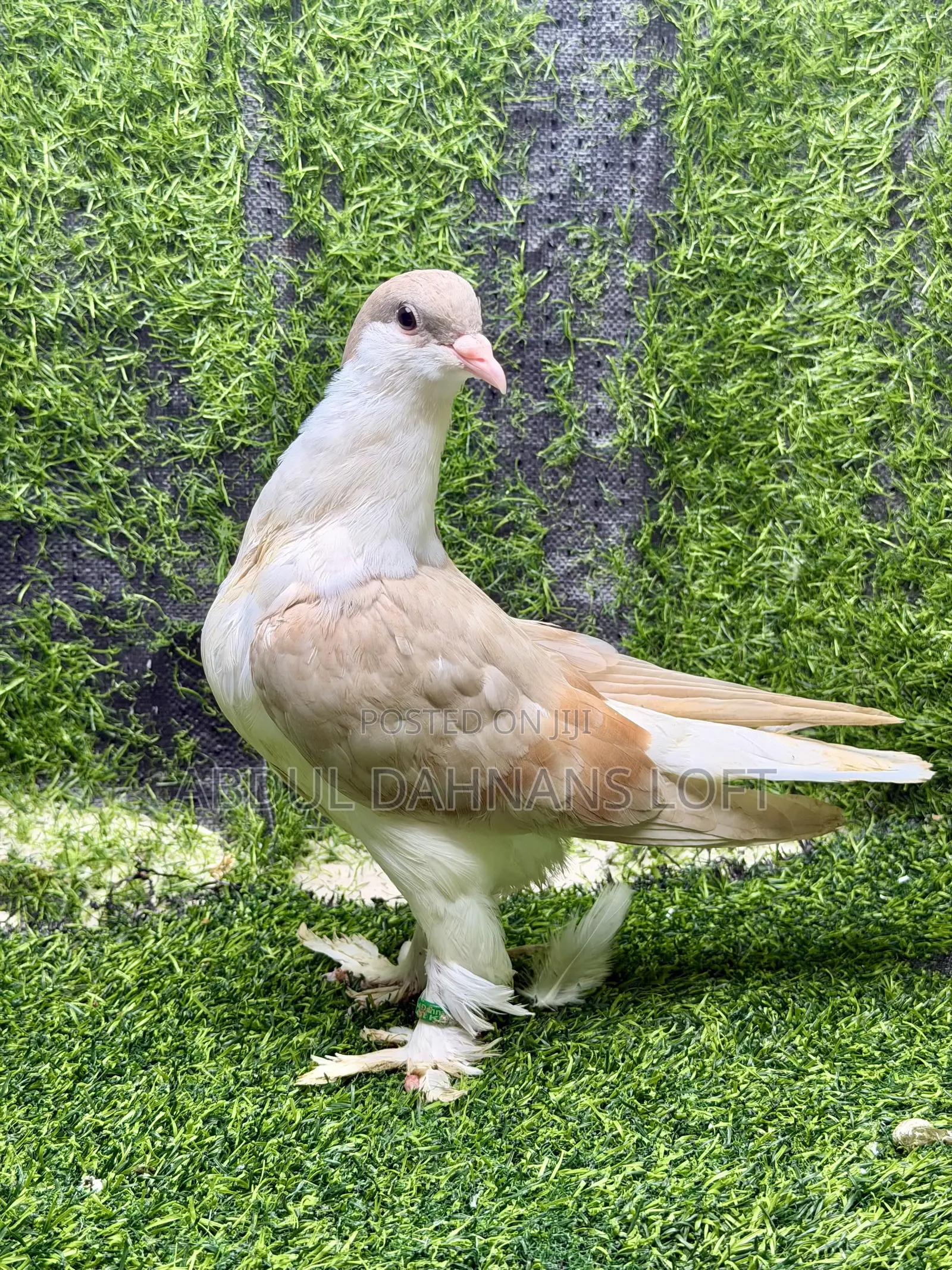 Young Lahore Pair