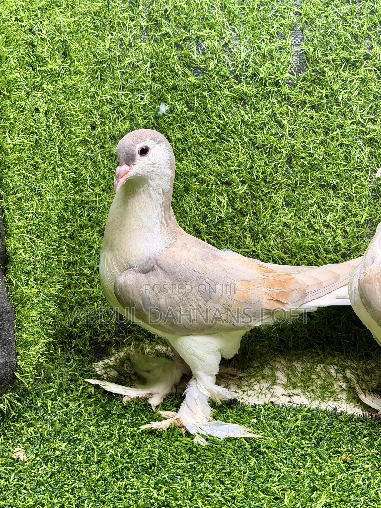 Young Lahore Pair