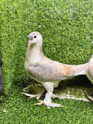 Young Lahore Pair