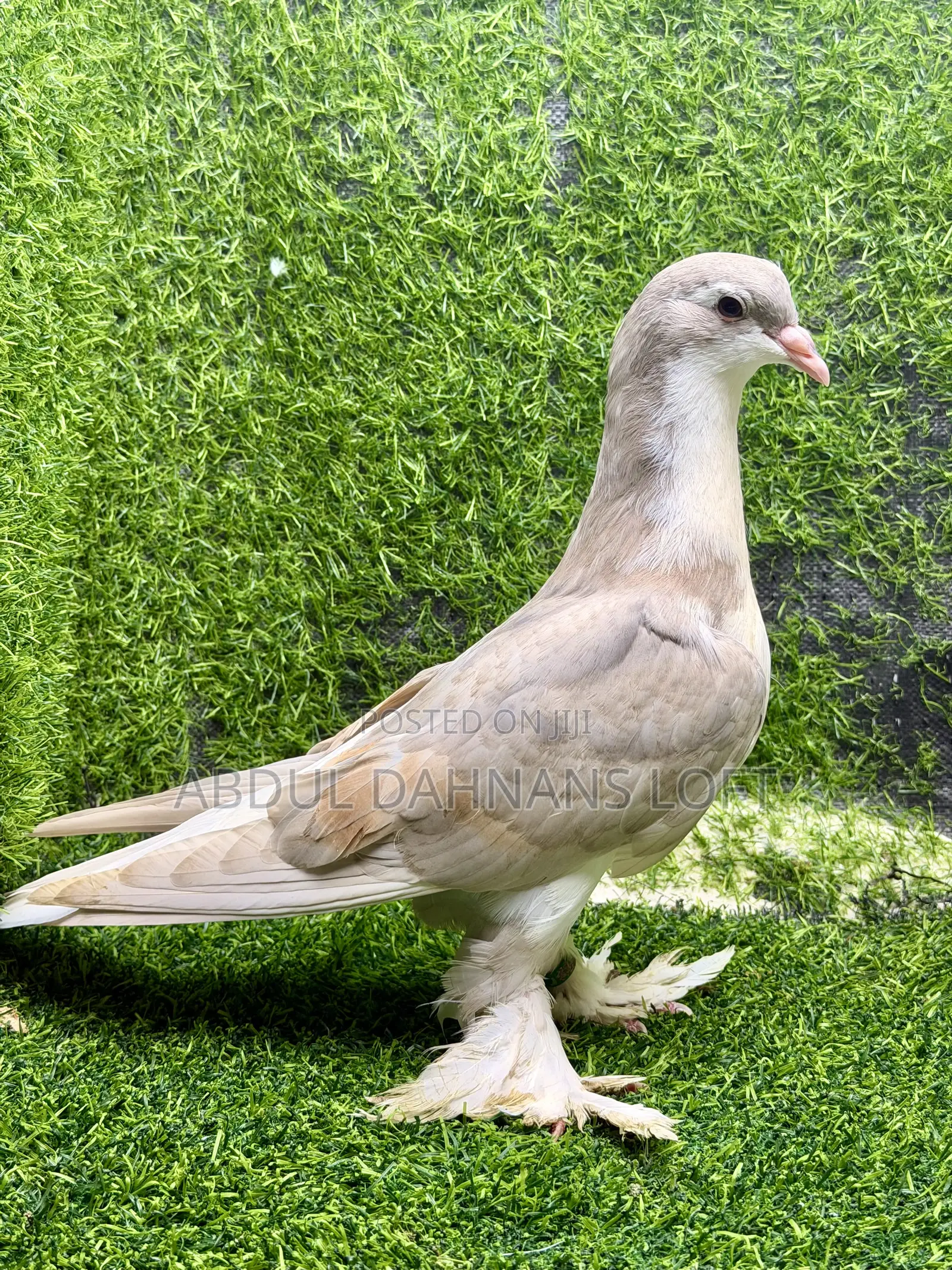 Young Lahore Pair