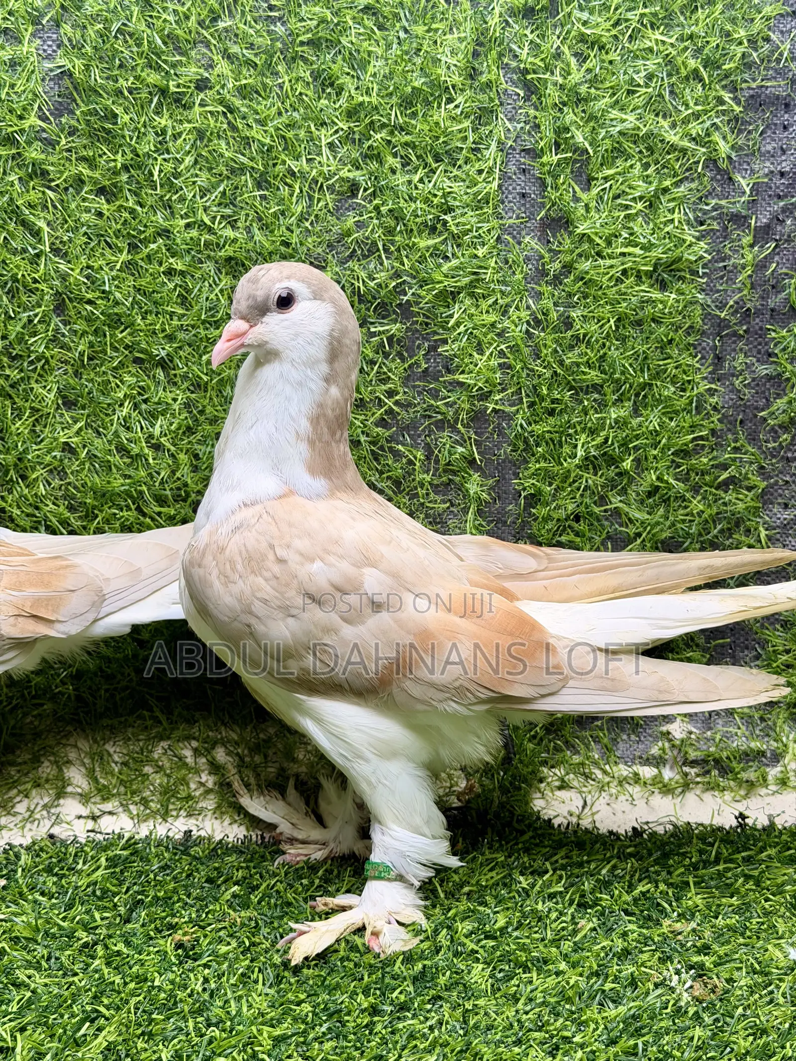 Young Lahore Pair