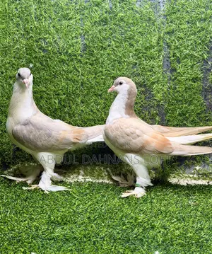 Young Lahore Pair