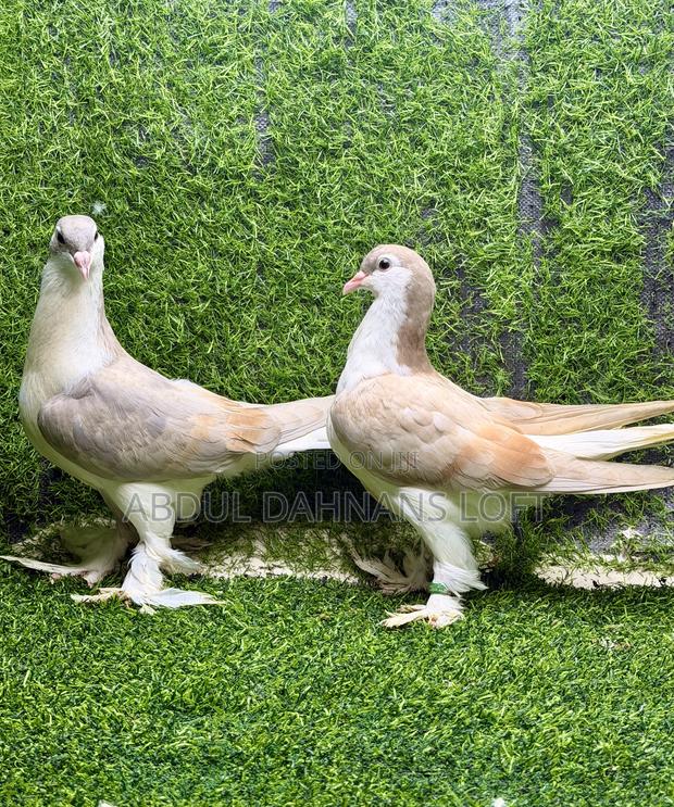 Young Lahore Pair