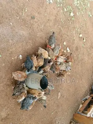 Kienyeji Chicks