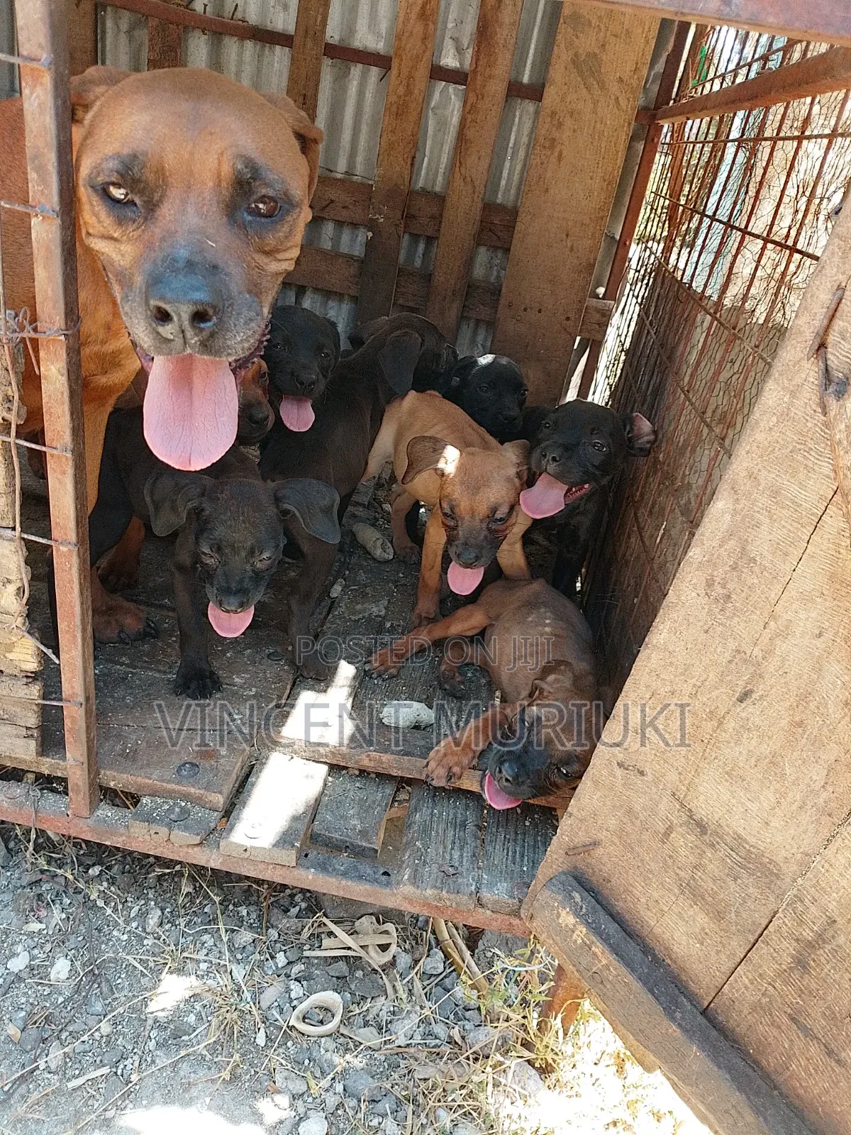 3-6 months Female Purebred Boerboel