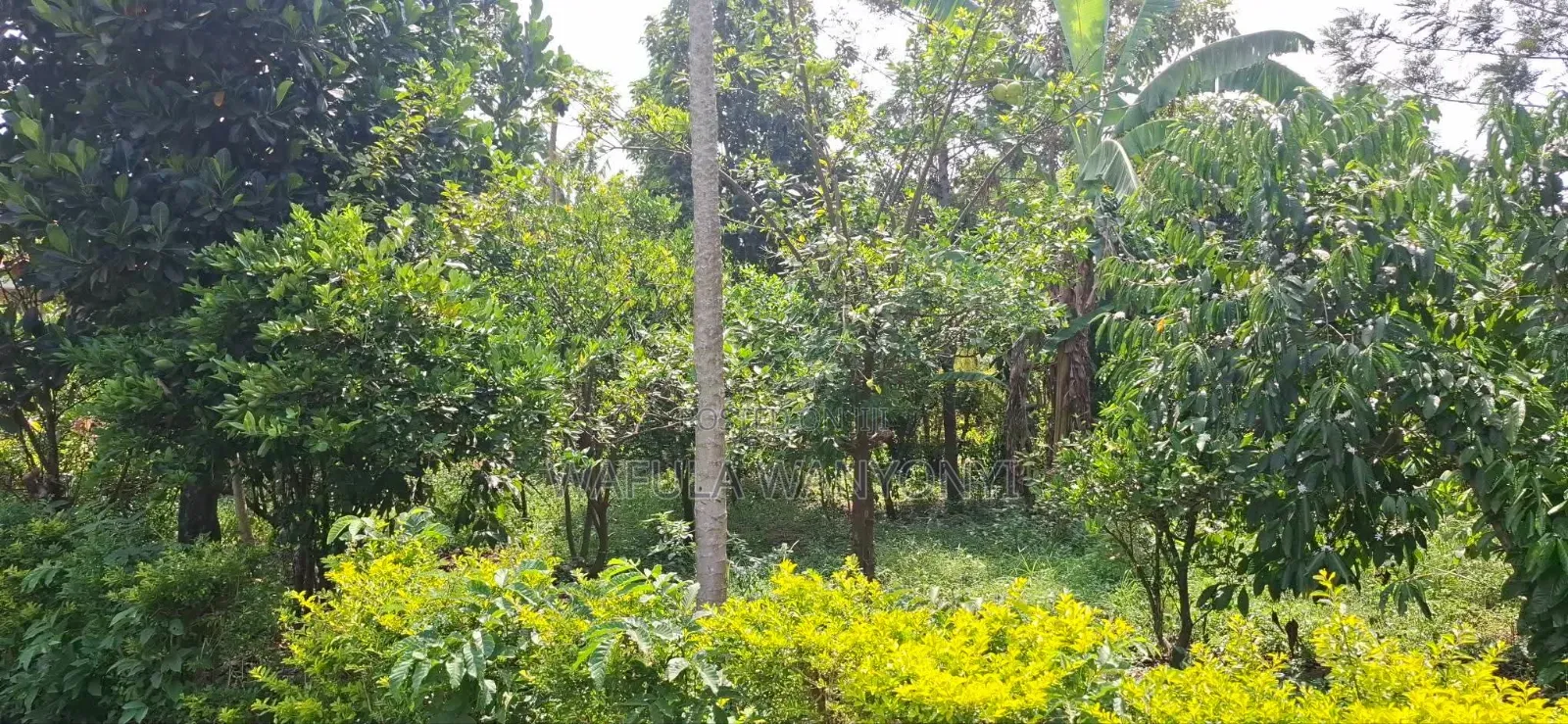 3bdrm House in Kiriko, Malaba Central for sale