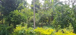 3bdrm House in Kiriko, Malaba Central for sale