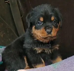 1-3 months Female Purebred Rottweiler