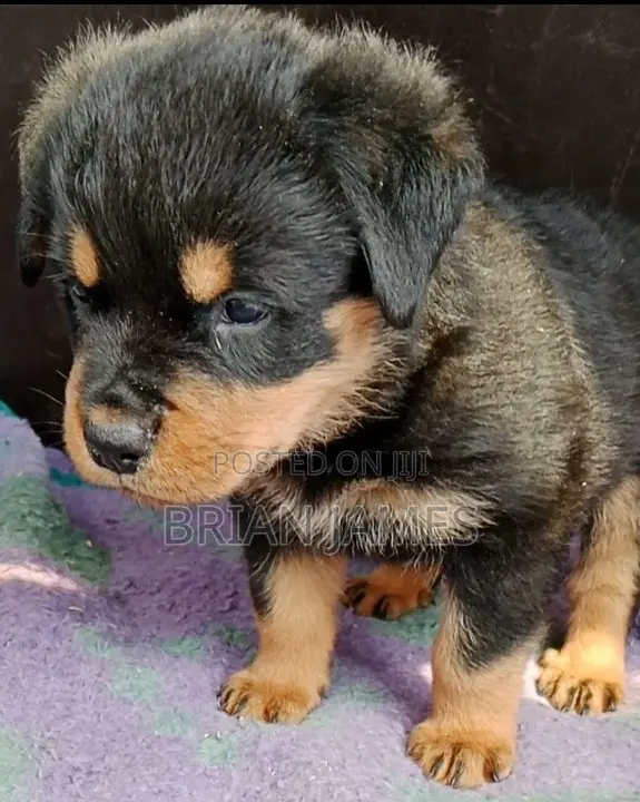 1-3 months Female Purebred Rottweiler