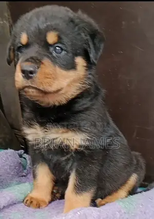1-3 months Female Purebred Rottweiler