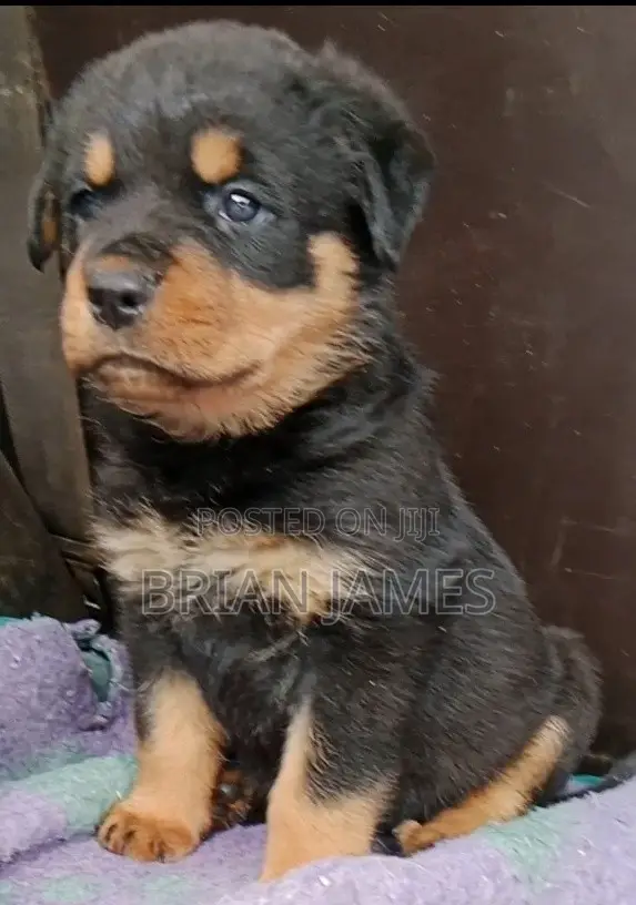 1-3 months Female Purebred Rottweiler