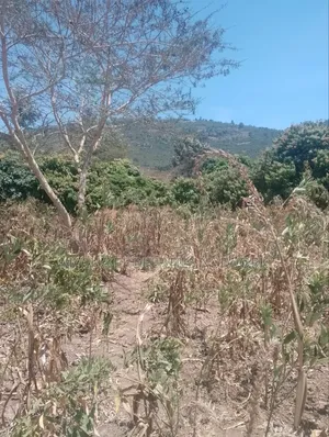 2 and Half Acres Mua Hills - Makyau