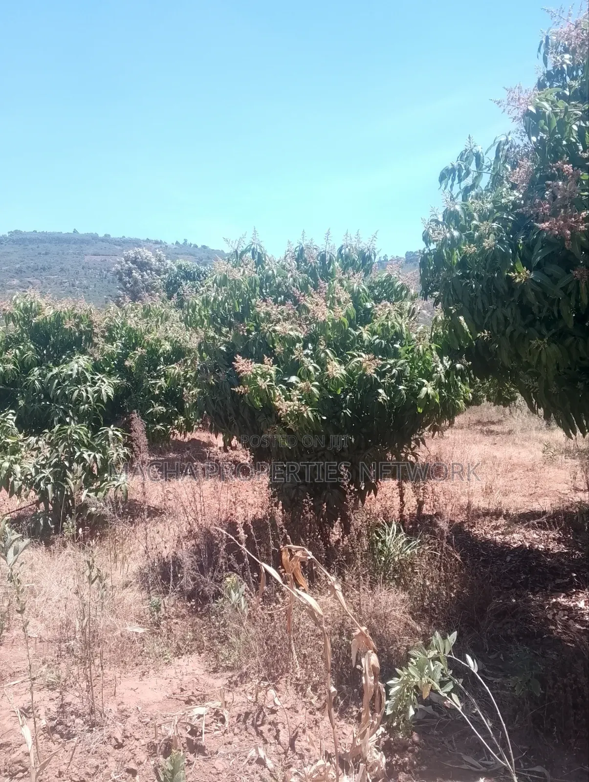 2 and Half Acres Mua Hills - Makyau