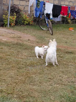 3-6 months Male Purebred Japanese Spitz