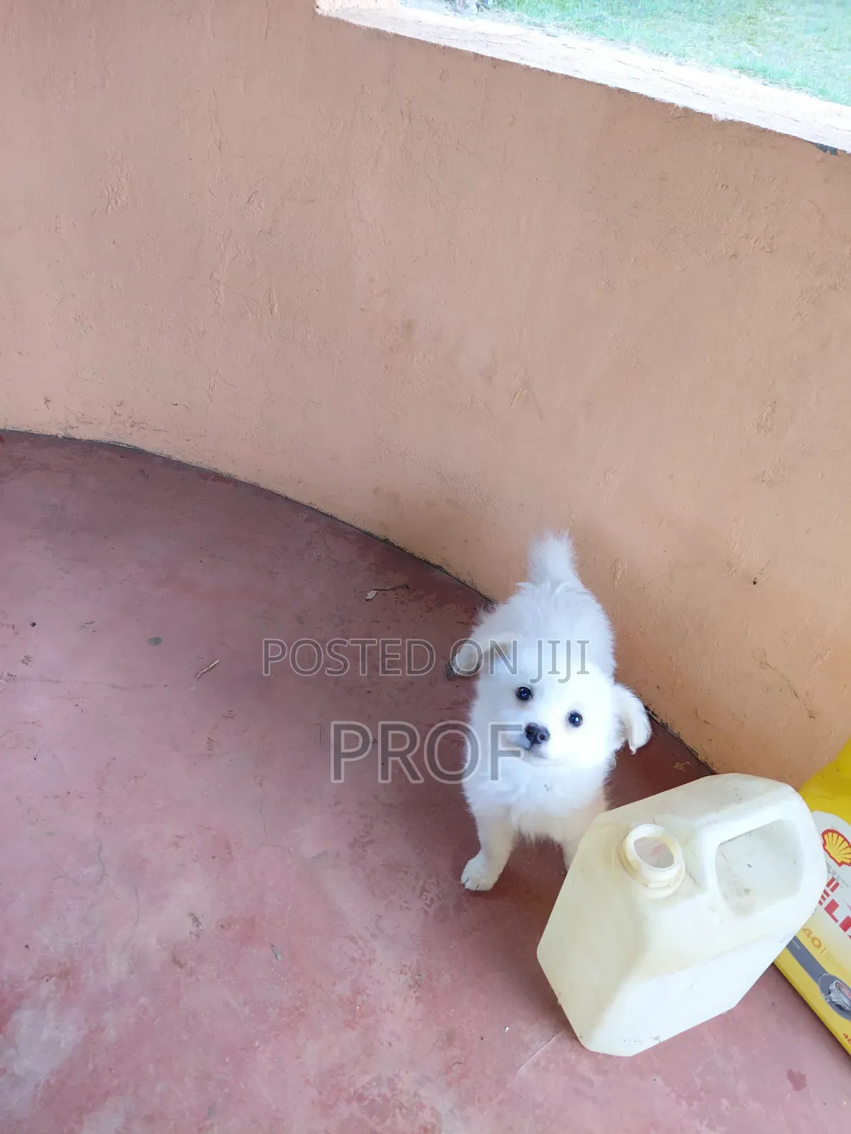 3-6 months Male Purebred Japanese Spitz