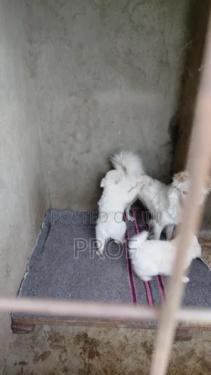3-6 months Male Purebred Japanese Spitz