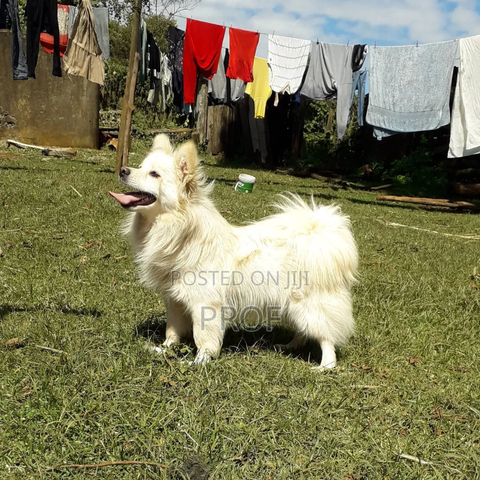 3-6 months Male Purebred Japanese Spitz