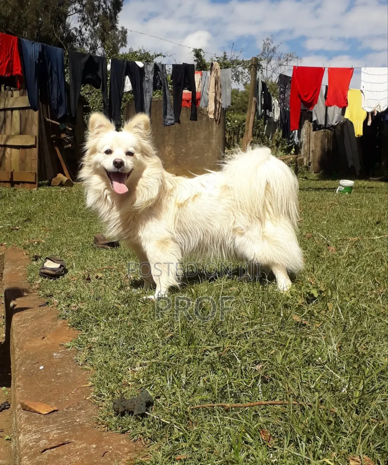 3-6 months Male Purebred Japanese Spitz