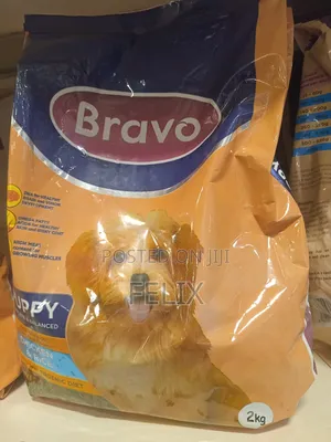 1-3 months Male Purebred German Shepherd