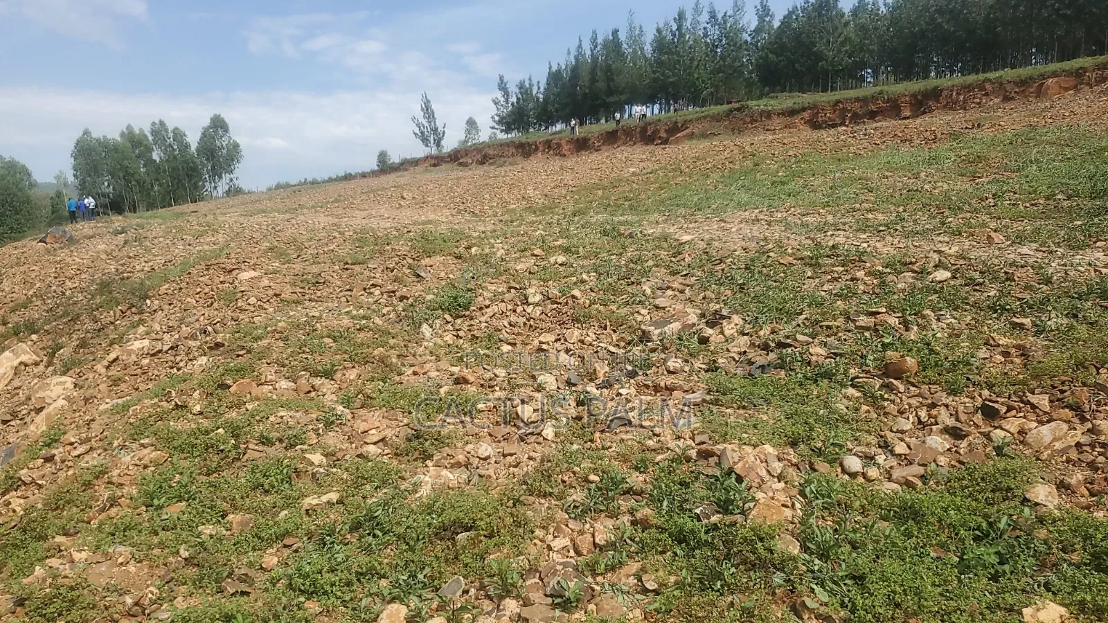 Eighth of an Acre Riat Plots