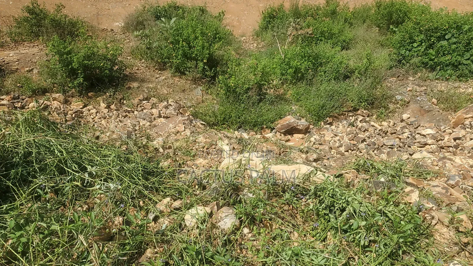 Eighth of an Acre Riat Plots