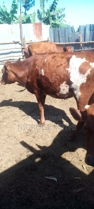 Dairy Cows