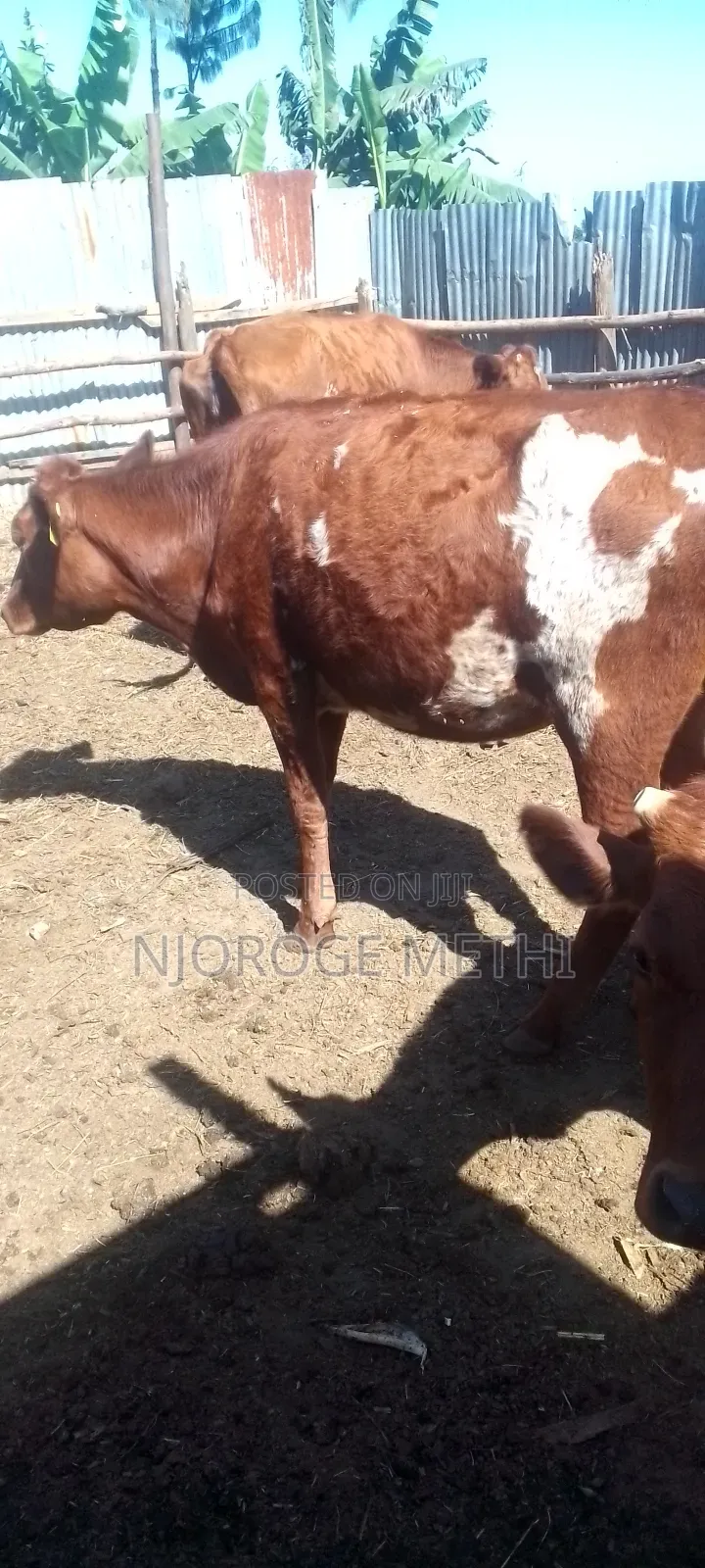 Dairy Cows
