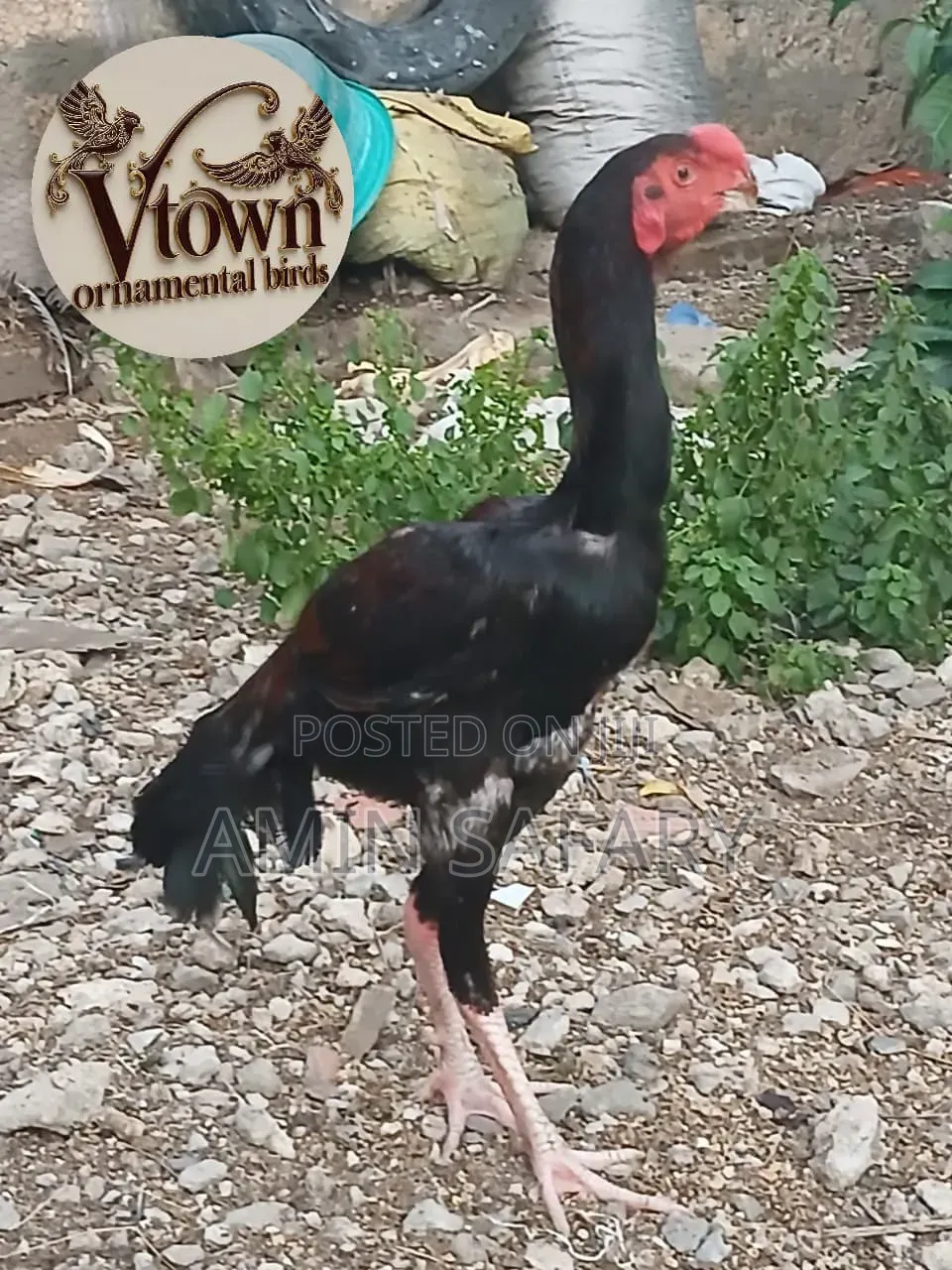 Male Kuchi Chicken