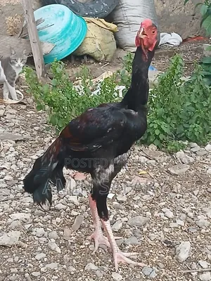 Male Kuchi Chicken