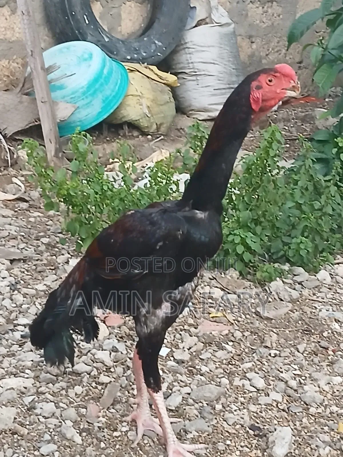 Male Kuchi Chicken
