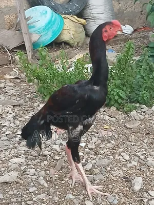 Male Kuchi Chicken