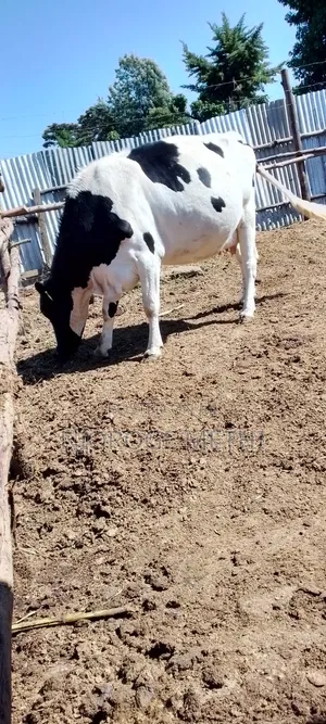 Dairy Cows
