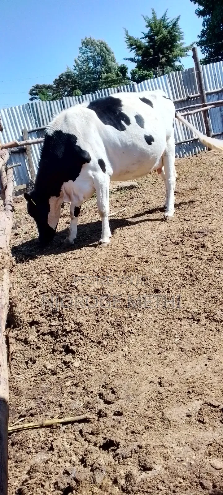 Dairy Cows