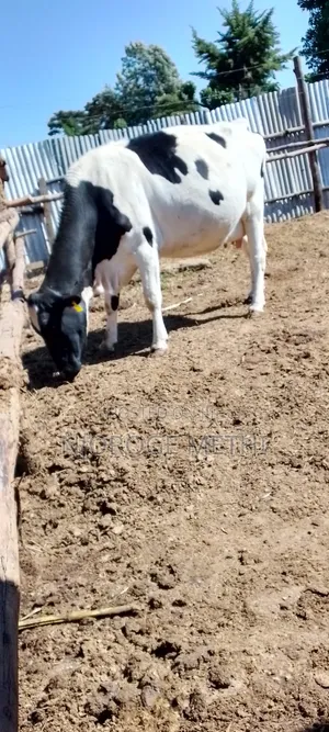 Dairy Cows