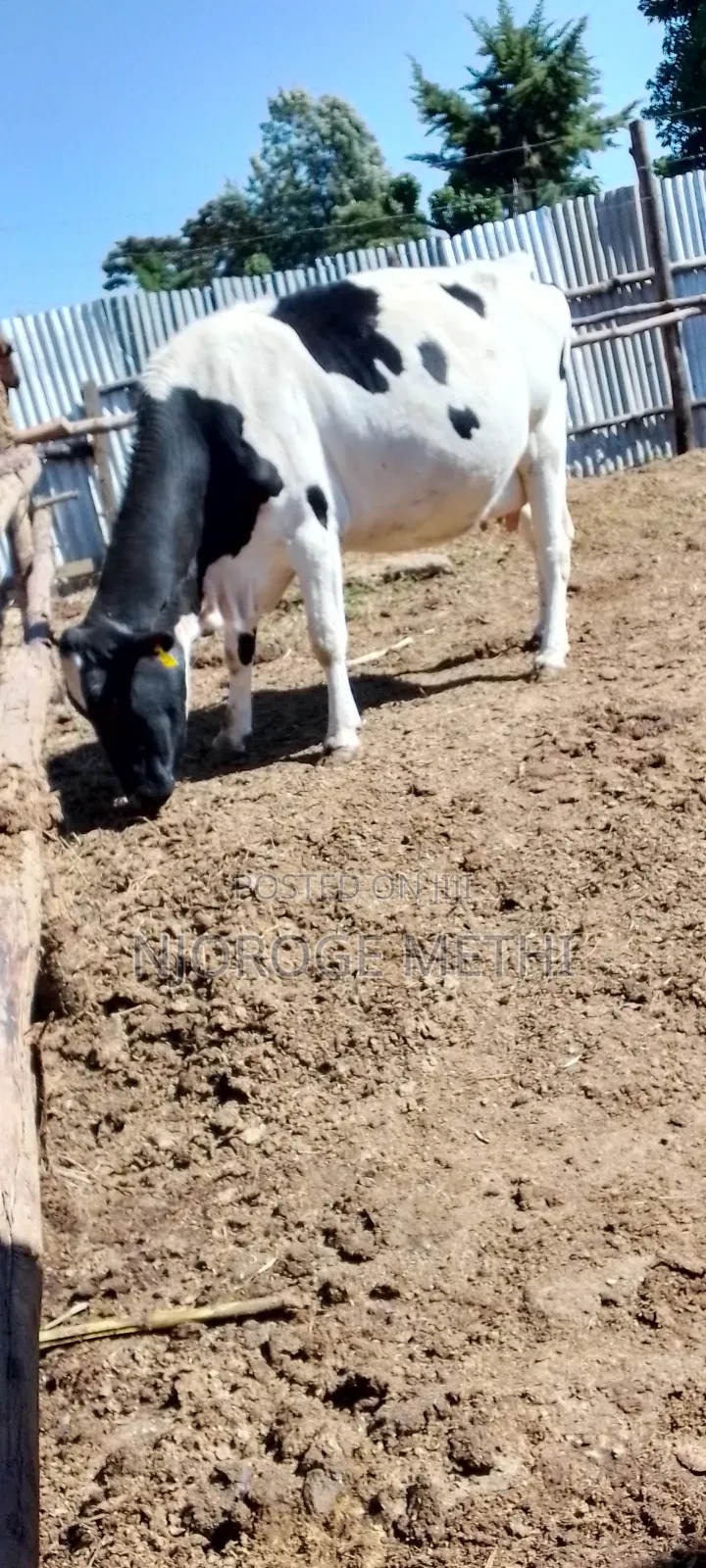 Dairy Cows