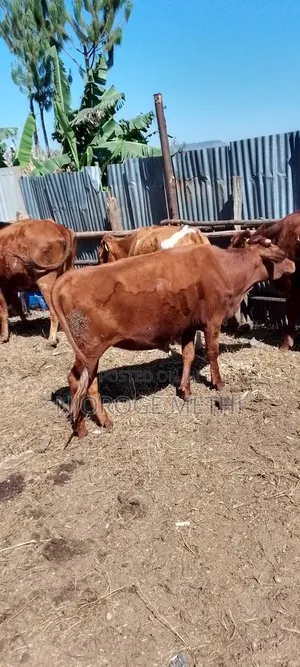 Dairy Cows