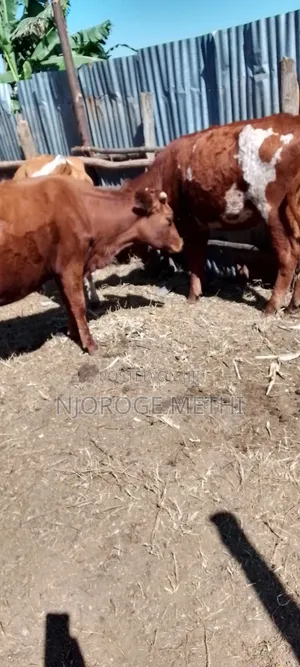 Dairy Cows