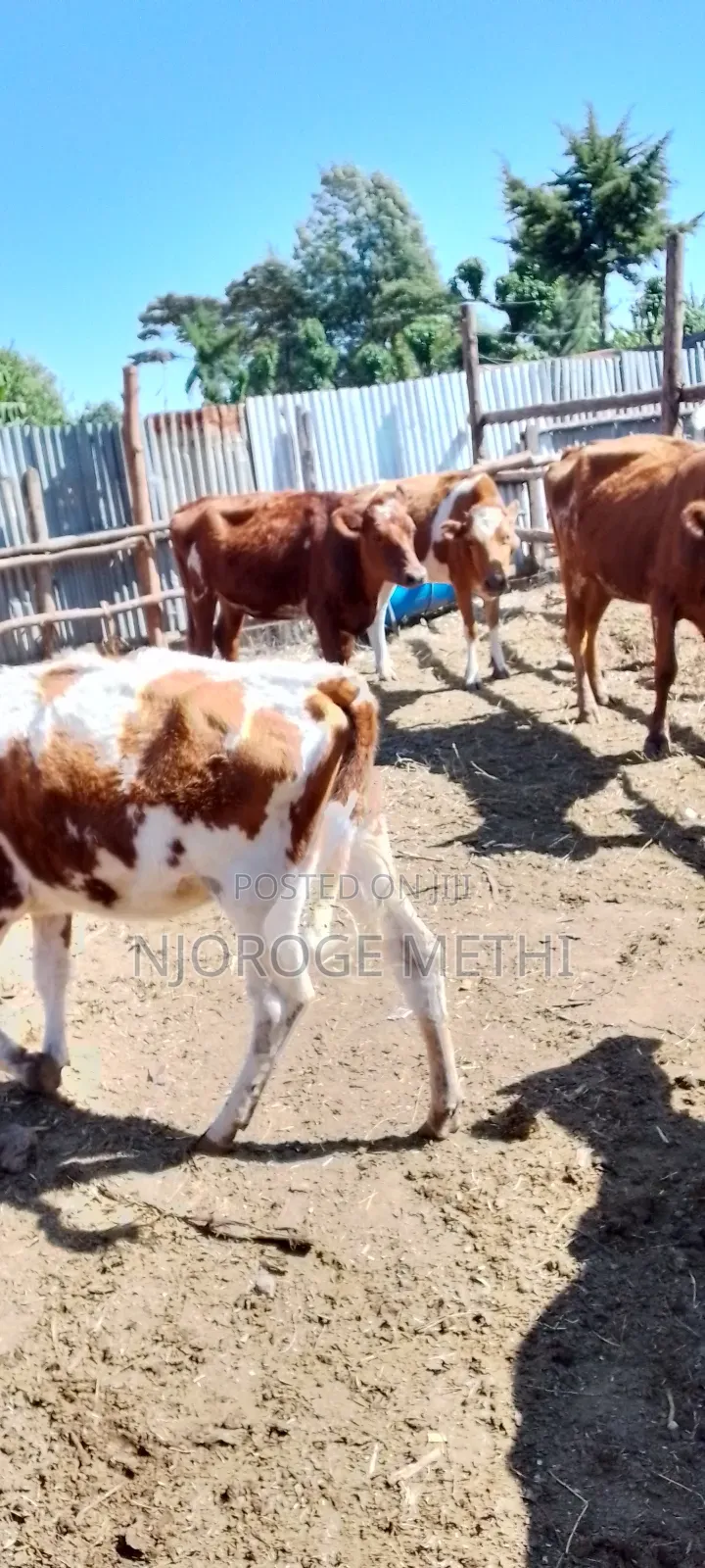 Dairy Cows