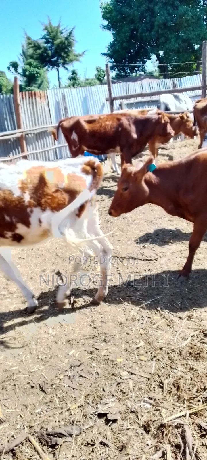 Dairy Cows