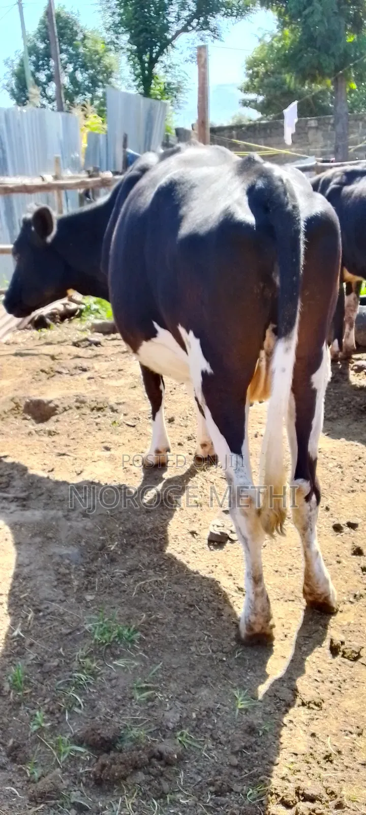 Dairy Cows