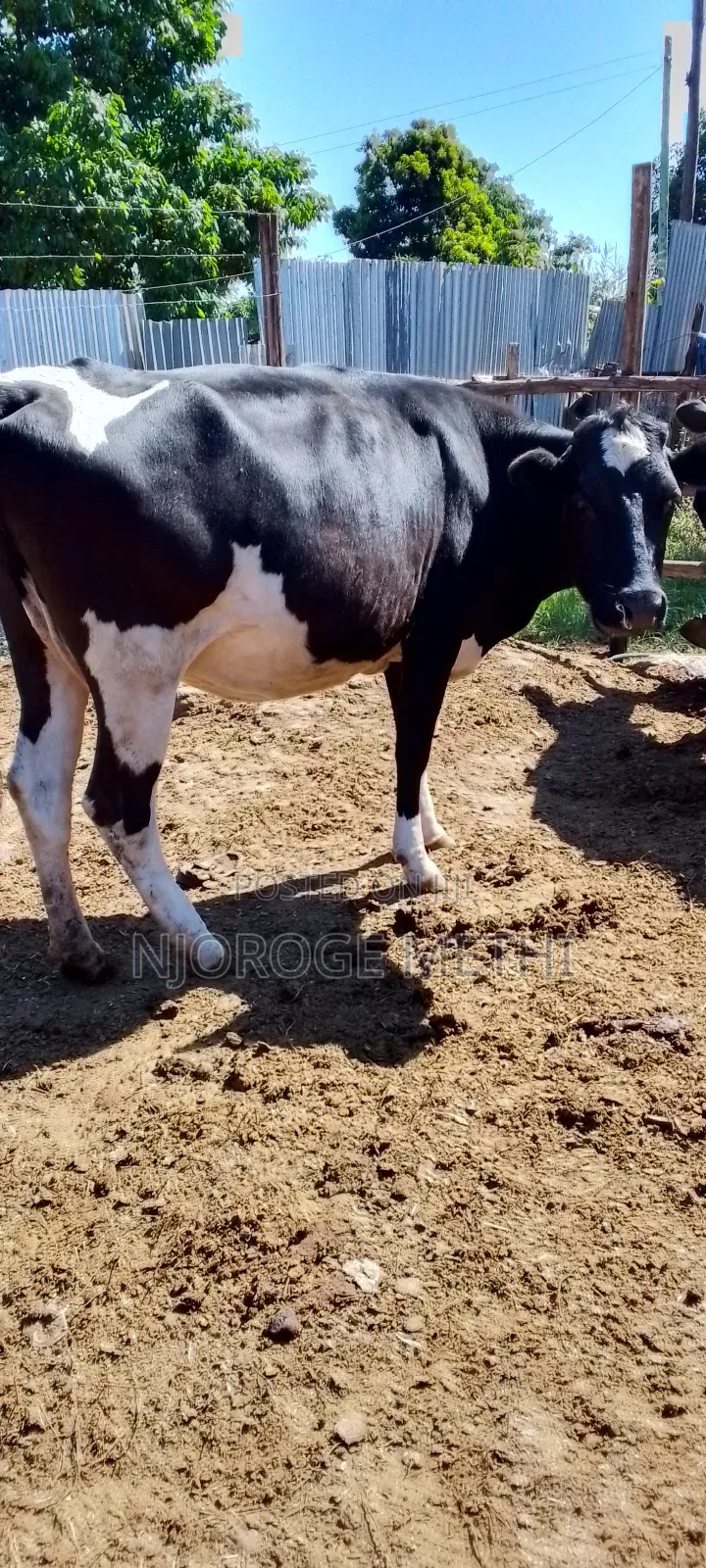Dairy Cows